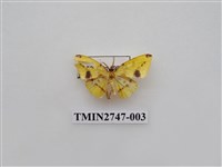 藏品(尺蛾309)的圖片